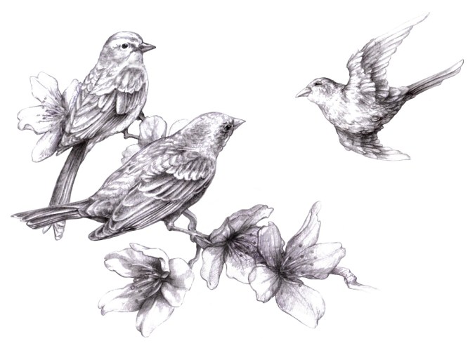 sparrow sketch borrowed